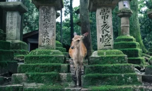 Tips for Traveling in Nara: Interacting with Deer and Heritage