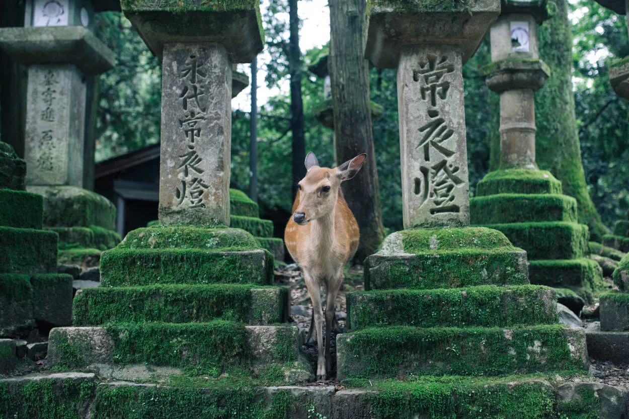 Tips for Traveling in Nara: Interacting with Deer and Heritage